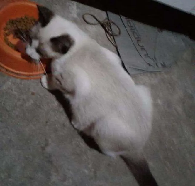 Gato ra a SRD idade 2 a 6 meses nome Filhotes