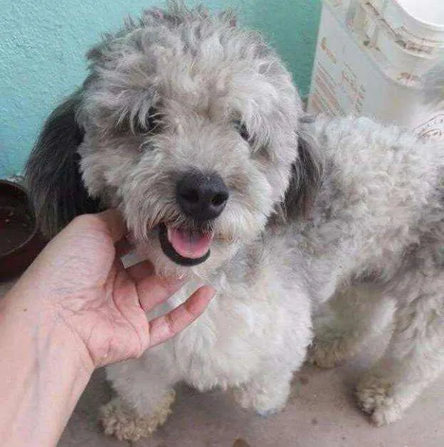 Cachorro ra a Poodle idade 1 ano nome Poodle