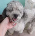 Poodle