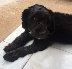 Cachorro raça viralata idade 2 anos nome Jhuly