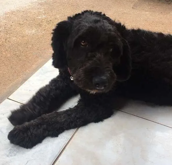 Cachorro ra a viralata idade 2 anos nome Jhuly