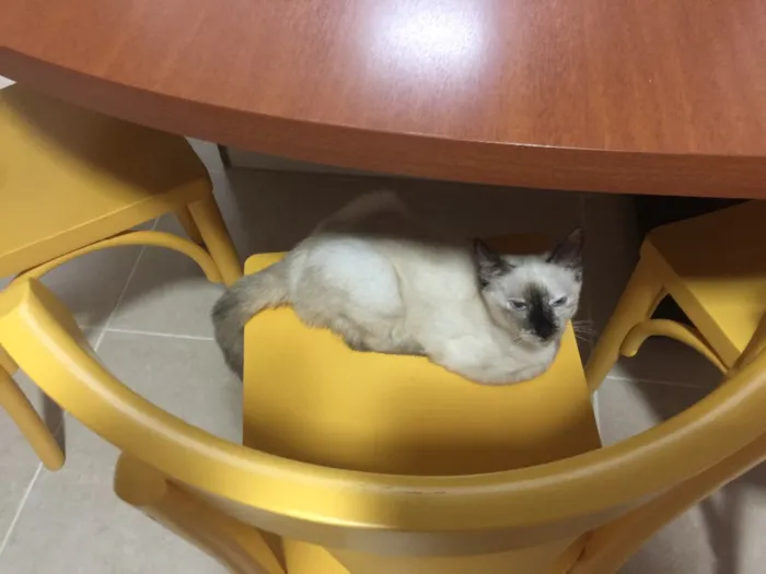 Gato ra a SRD idade 2 a 6 meses nome Madalena