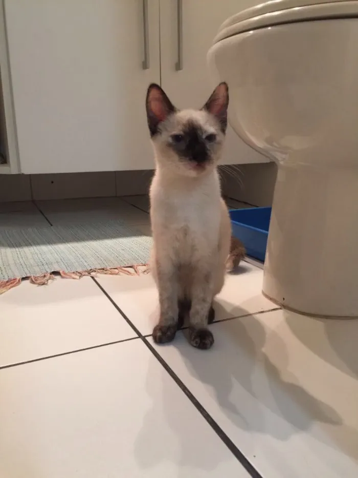Gato ra a SRD idade 2 a 6 meses nome Madalena