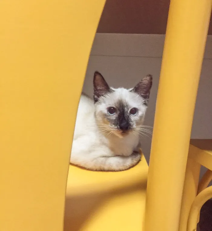 Gato ra a SRD idade 2 a 6 meses nome Madalena