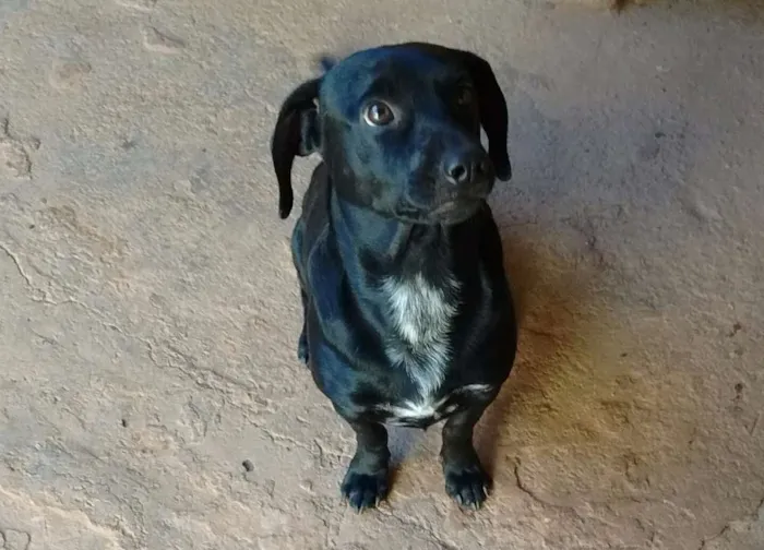 Cachorro ra a  labrador e vira lata idade 2 anos nome Luck