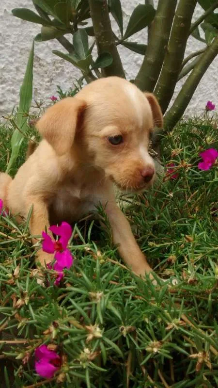 Cachorro raça Sem raça deifinida idade Abaixo de 2 meses nome Sem nome