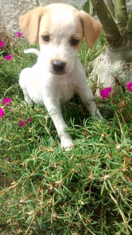 Cachorro raça Sem raça deifinida idade Abaixo de 2 meses nome Sem nome
