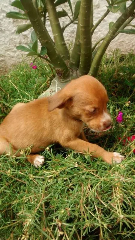 Cachorro raça Sem raça deifinida idade Abaixo de 2 meses nome Sem nome