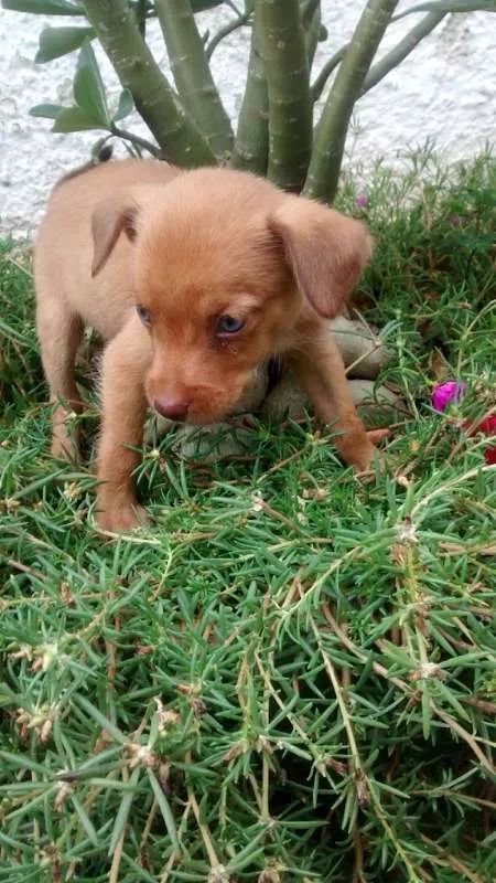 Cachorro raça Sem raça deifinida idade Abaixo de 2 meses nome Sem nome