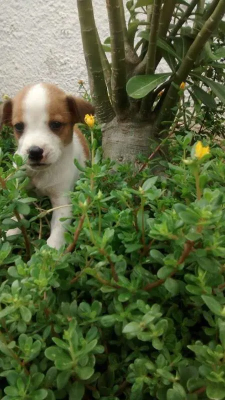 Cachorro raça Sem raça deifinida idade Abaixo de 2 meses nome Sem nome