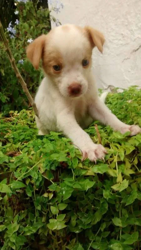Cachorro raça Sem raça deifinida idade Abaixo de 2 meses nome Sem nome
