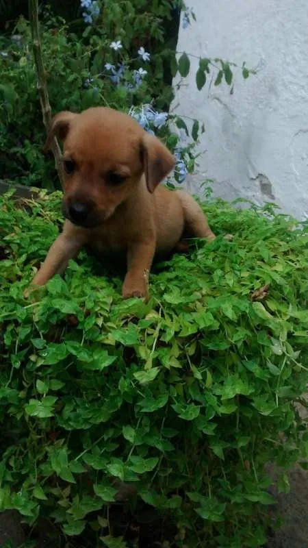 Cachorro raça Sem raça deifinida idade Abaixo de 2 meses nome Sem nome