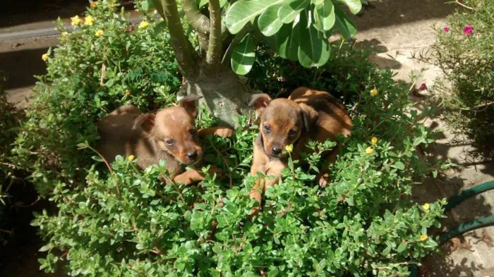 Cachorro raça Sem raça deifinida idade Abaixo de 2 meses nome Sem nome