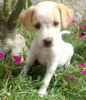 Cachorro raça Sem raça deifinida idade Abaixo de 2 meses nome Sem nome