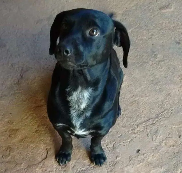 Cachorro ra a  labrador e vira lata idade 2 anos nome Luck