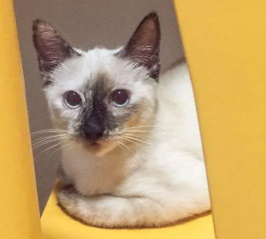 Gato ra a SRD idade 2 a 6 meses nome Madalena