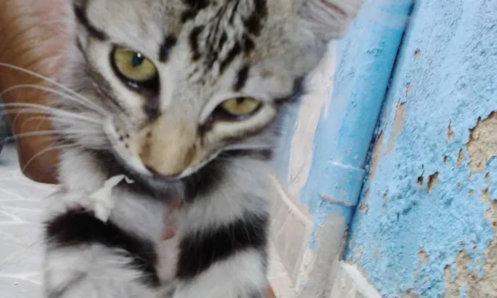 Gato ra a Não tem raça definida idade Abaixo de 2 meses nome Não tem donoNa