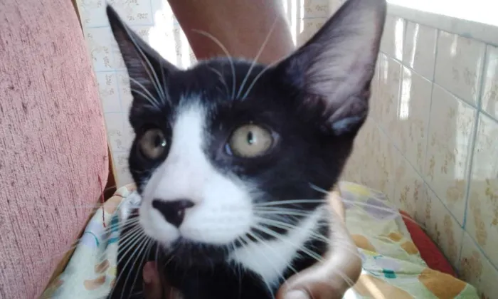 Gato ra a Não tem raça definida idade Abaixo de 2 meses nome Não tem donoNa