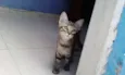 Não tem donoNa
