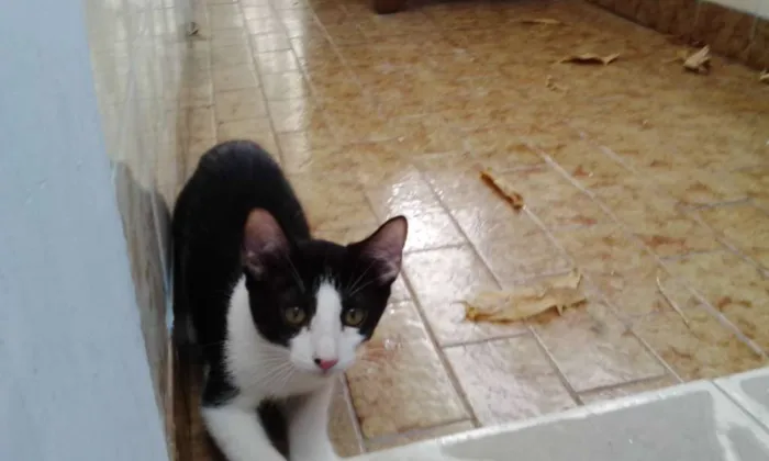 Gato ra a Não tem raça definida idade Abaixo de 2 meses nome Não tem donoNa
