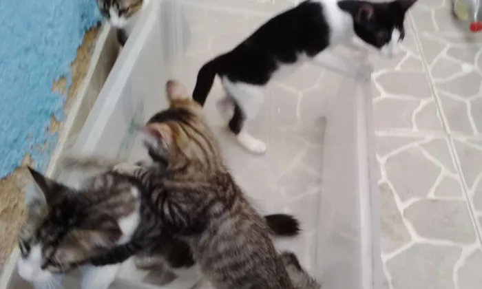 Gato ra a Não tem raça definida idade Abaixo de 2 meses nome Não tem donoNa