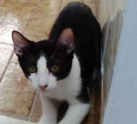 Gato ra a Não tem raça definida idade Abaixo de 2 meses nome Não tem donoNa