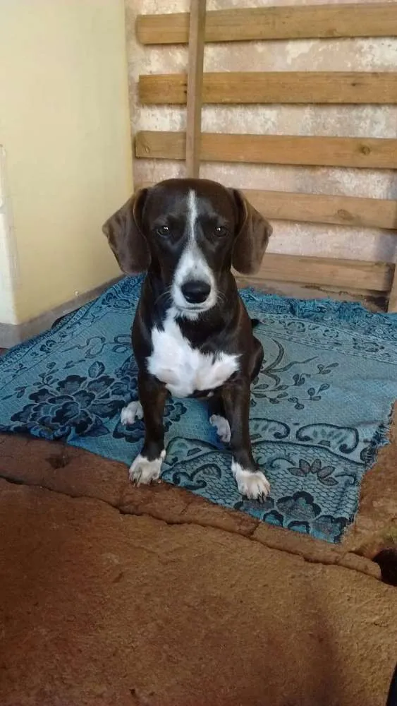 Cachorro ra a Salsicha  idade 2 anos nome Kira