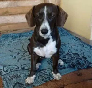 Cachorro raça Salsicha  idade 2 anos nome Kira