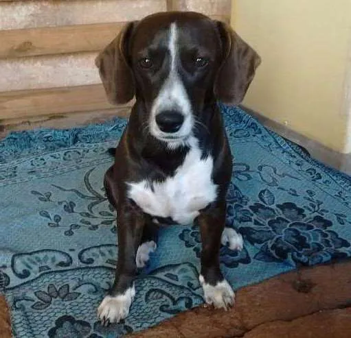 Cachorro ra a Salsicha  idade 2 anos nome Kira