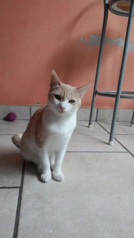 Gato ra a srd idade 7 a 11 meses nome Sem nome