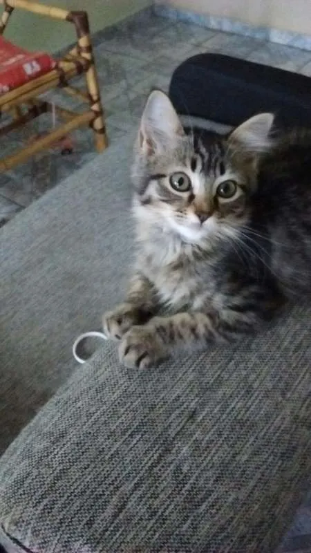 Gato ra a SRD idade 2 a 6 meses nome Sem nome