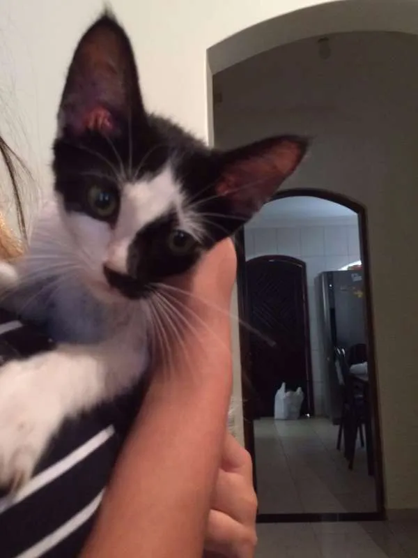 Gato ra a SRD idade 2 a 6 meses nome Sem nome