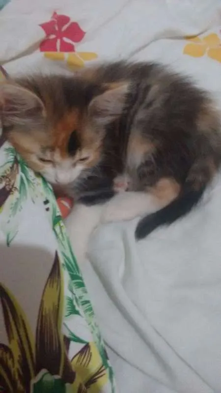 Gato ra a SRD idade 2 a 6 meses nome Sem nome