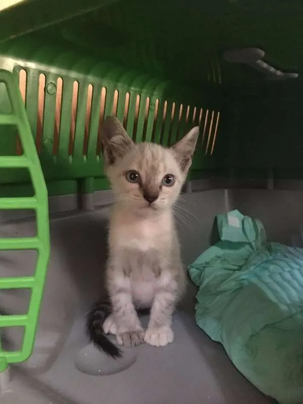 Gato ra a SRD idade 2 a 6 meses nome Sem nome