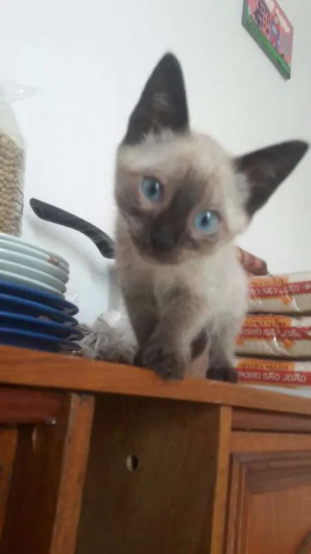 Gato ra a SRD idade 2 a 6 meses nome Sem nome