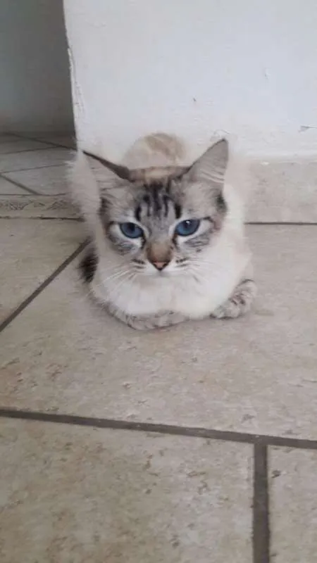 Gato ra a srd idade 7 a 11 meses nome Sem nome