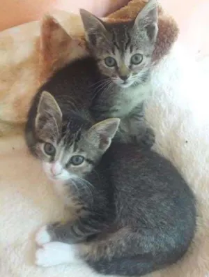 Gato raça SRD idade 2 a 6 meses nome Sem nome