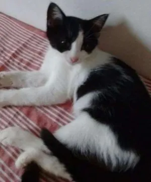 Gato raça srd idade 7 a 11 meses nome Sem nome