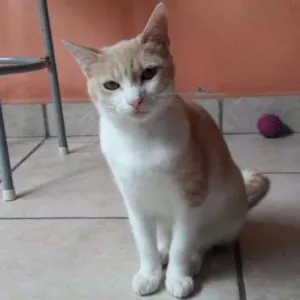 Gato raça srd idade 7 a 11 meses nome Sem nome
