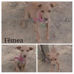 Cachorro raça Vira lata idade 2 a 6 meses nome Não tem