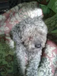 Fofinho