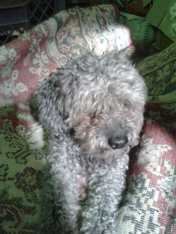 Cachorro ra a SRD idade 1 ano nome Fofinho