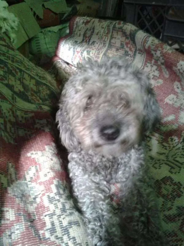 Cachorro ra a SRD idade 1 ano nome Fofinho