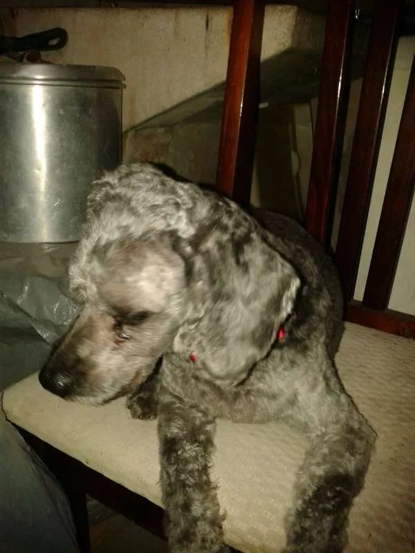 Cachorro ra a srd idade 1 ano nome Sem nome