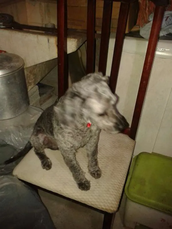 Cachorro ra a srd idade 1 ano nome Sem nome