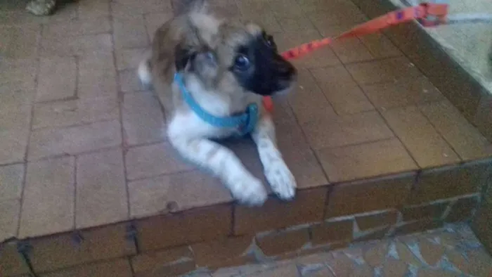 Cachorro ra a srd idade 7 a 11 meses nome Sem nome