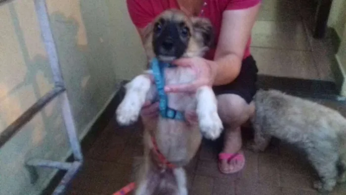 Cachorro ra a srd idade 7 a 11 meses nome Sem nome