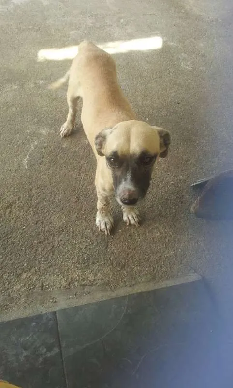 Cachorro ra a Nao definida  idade  nome Duque 