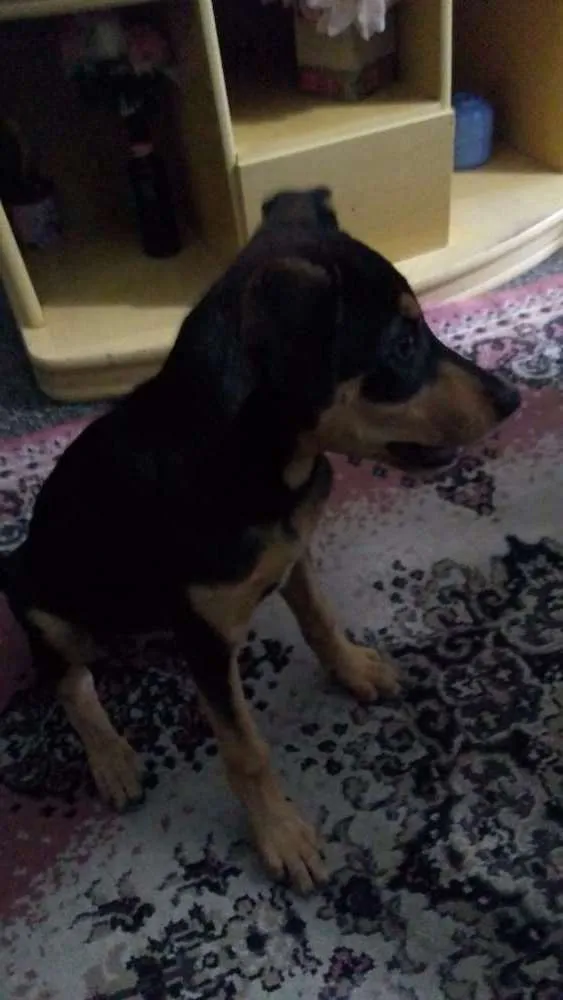 Cachorro ra a RND idade 7 a 11 meses nome Moana