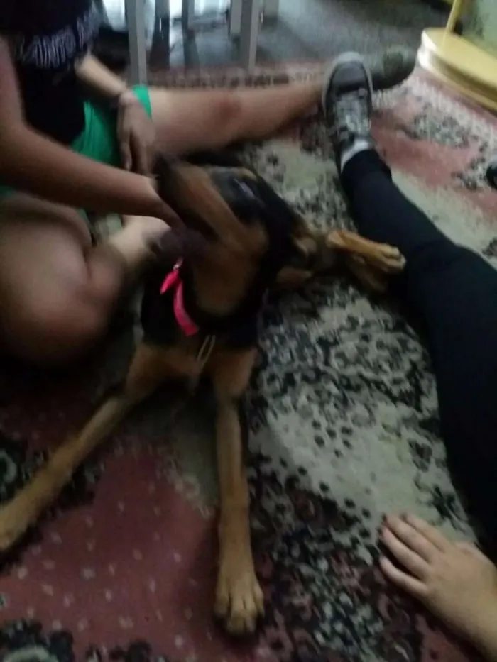 Cachorro ra a RND idade 7 a 11 meses nome Moana